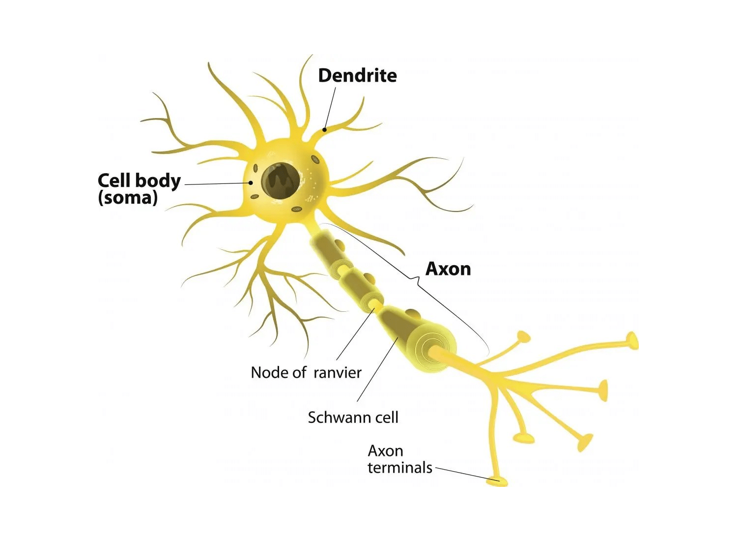 Πολλαπλή Σκλήρυνση | Μία χρόνια πάθηση του κεντρικού νευρικού συστήματος