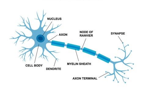 Πολλαπλή σκλήρυνση και γνωσιακή διαταραχή
